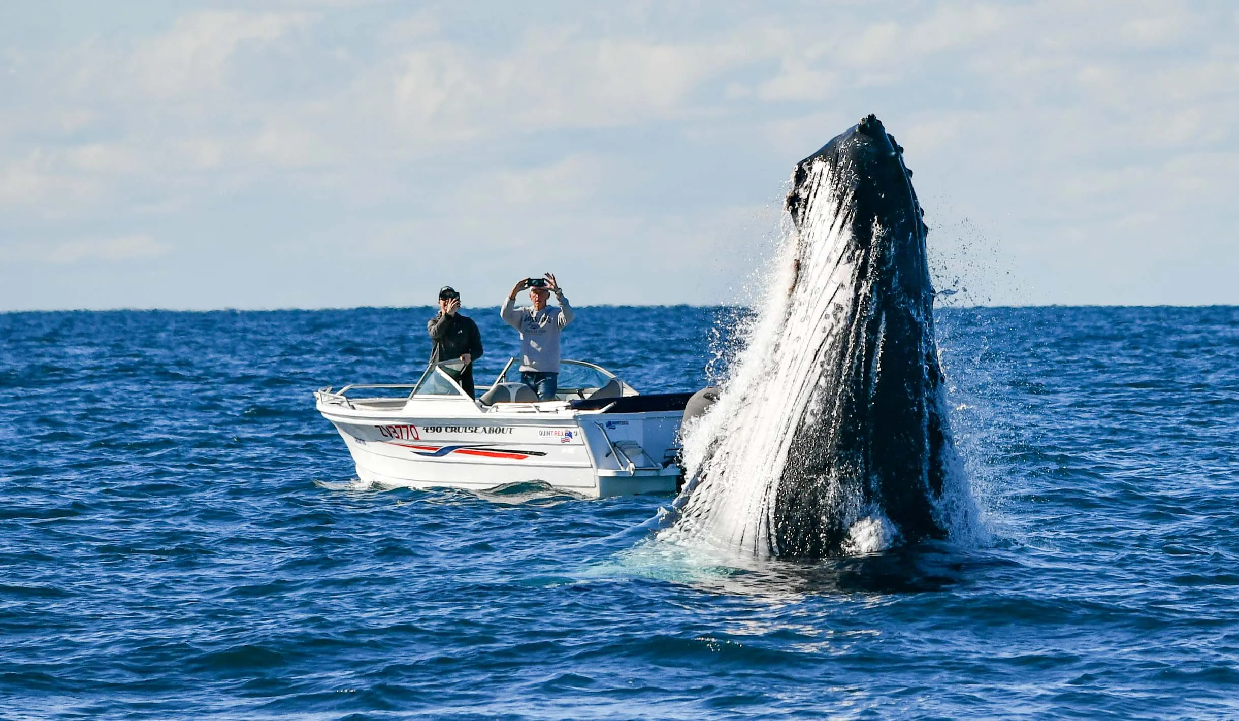 Gold Coast Whale Watching Cruise - 2.5 Hours | Experience OZ-1