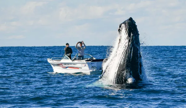 Gold Coast Luxury Whale Watching Yacht Cruise - 2.5 Hours
