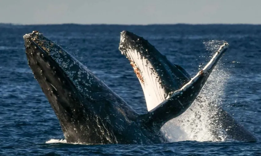 Gold Coast Whale Escape - Luxury Whale Watching Cruise | Experience OZ