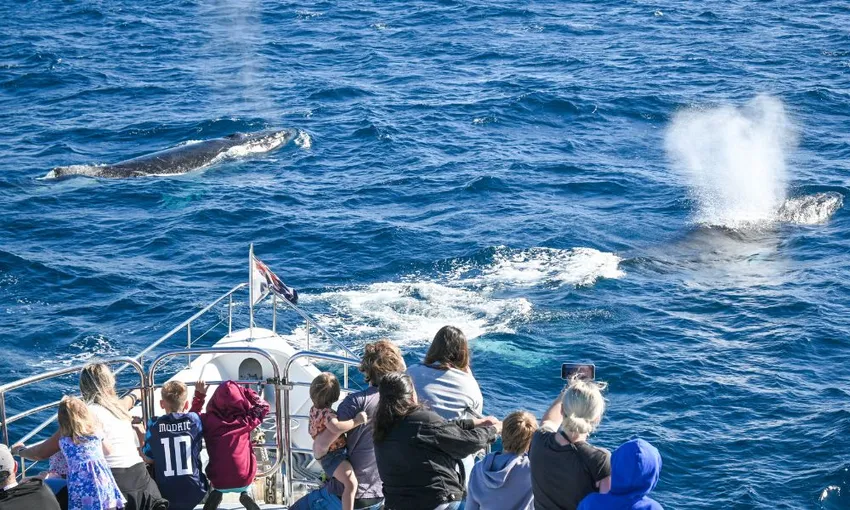 Gold Coast Whale Escape - Luxury Whale Watching Cruise | Experience OZ