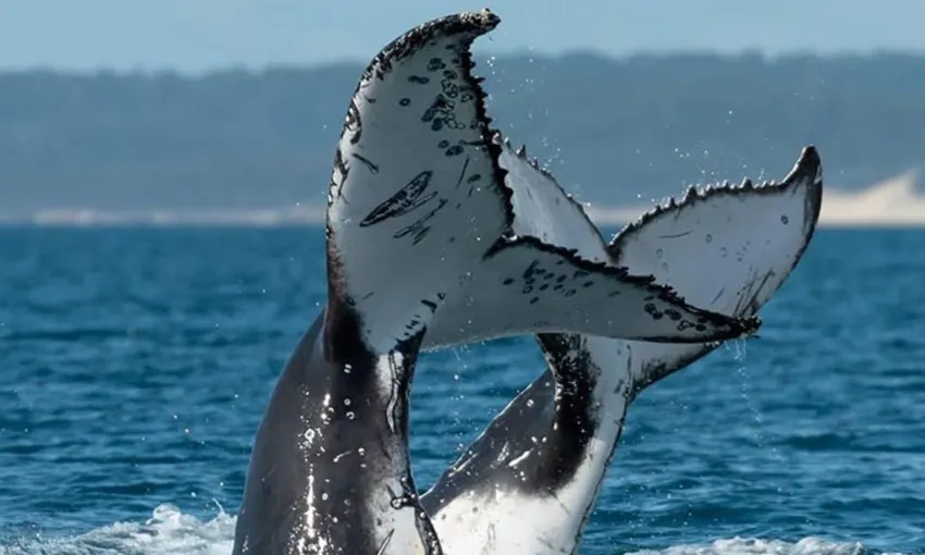 Gold Coast Luxury Whale Watching Yacht Cruise - 2.5 Hours