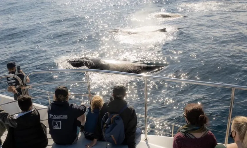 Gold Coast Luxury Whale Watching Yacht Cruise - 2.5 Hours