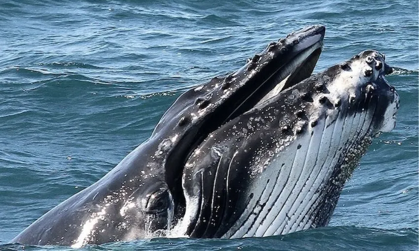 Gold Coast Luxury Whale Watching Yacht Cruise - 2.5 Hours