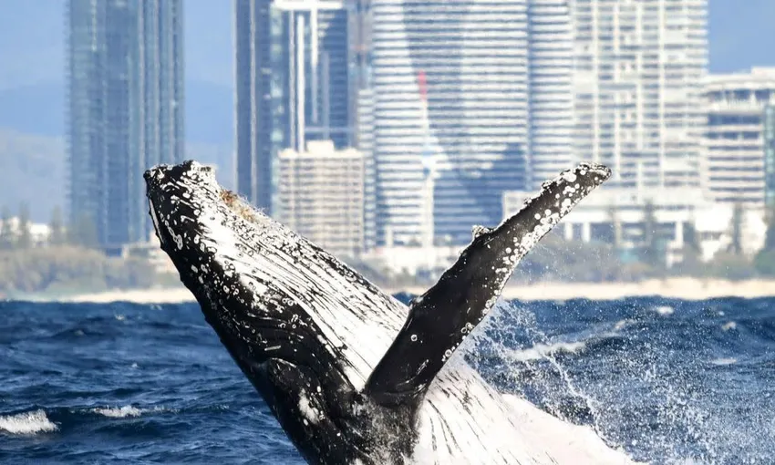 Gold Coast Luxury Whale Watching Yacht Cruise - 2.5 Hours