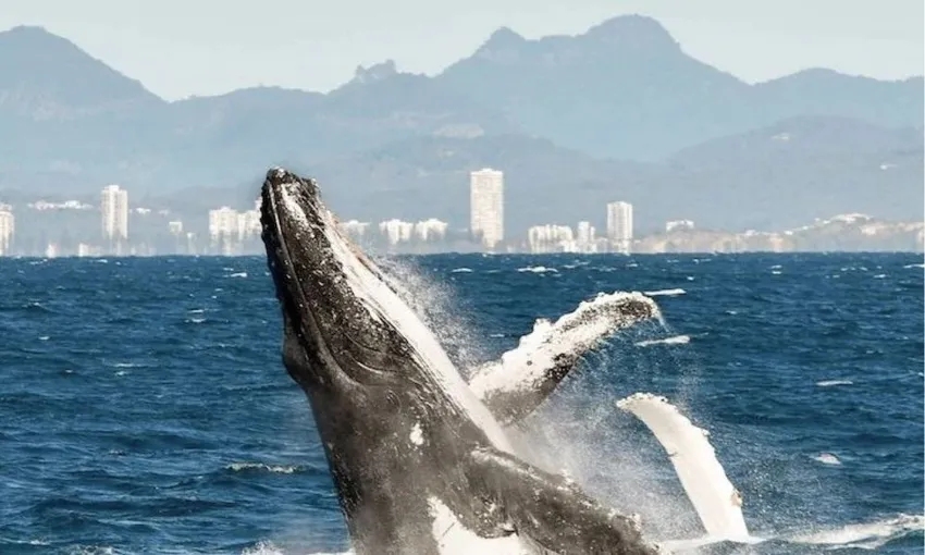 Gold Coast Luxury Whale Watching Yacht Cruise - 2.5 Hours