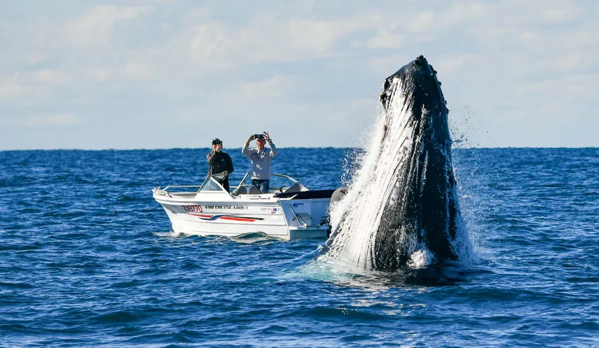 Gold Coast Luxury Whale Watching Yacht Cruise - 2.5 Hours