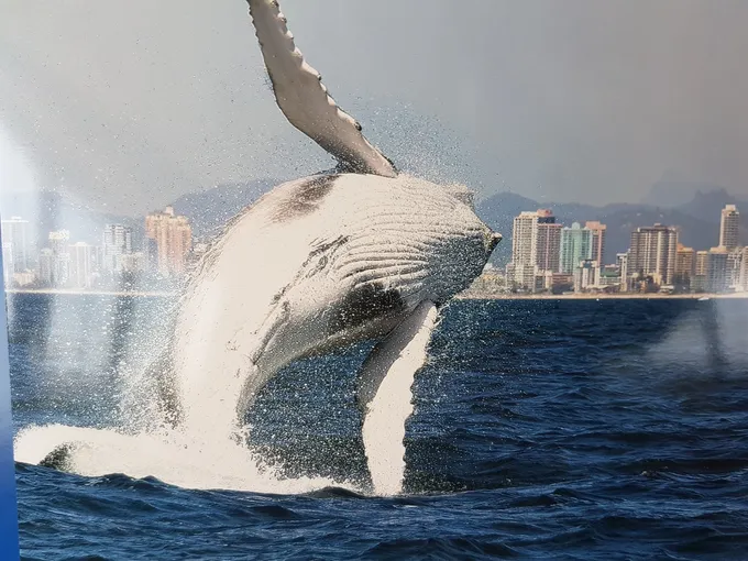 Gold Coast Luxury Whale Watching Yacht Cruise - 2.5 Hours