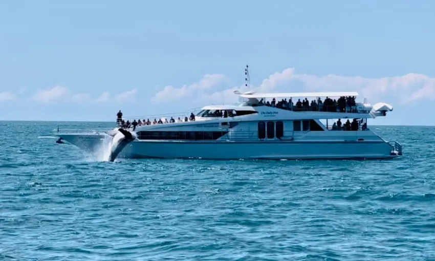 Gold Coast Luxury Whale Watching Yacht Cruise - 2.5 Hours