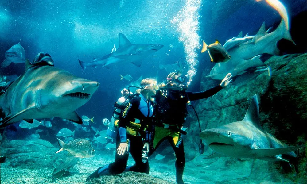 SEA LIFE Melbourne Shark Diving Experience | Experience OZ-1