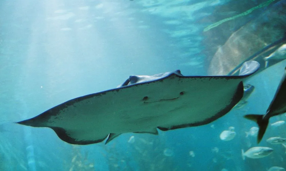 SEA LIFE Melbourne Shark Diving Experience | Experience OZ-3