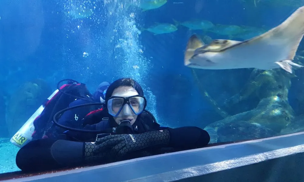 SEA LIFE Melbourne Shark Diving Experience | Experience OZ-2