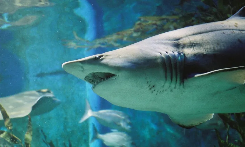 SEA LIFE Shark Dive Xtreme - Melbourne