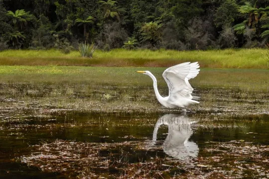 Private Kayak Tour on Lake Mapourika