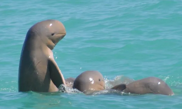Roebuck Bay Snubfin Dolphin Eco Cruise - Half Day