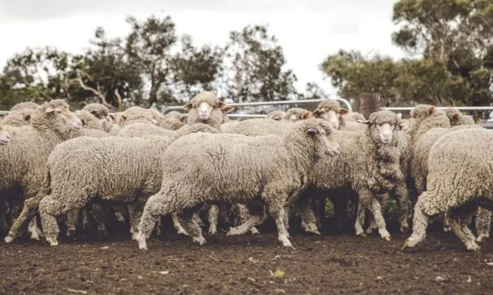 Kangaroo Island Wool Mill Tour - 75 Minutes | Experience Oz-4