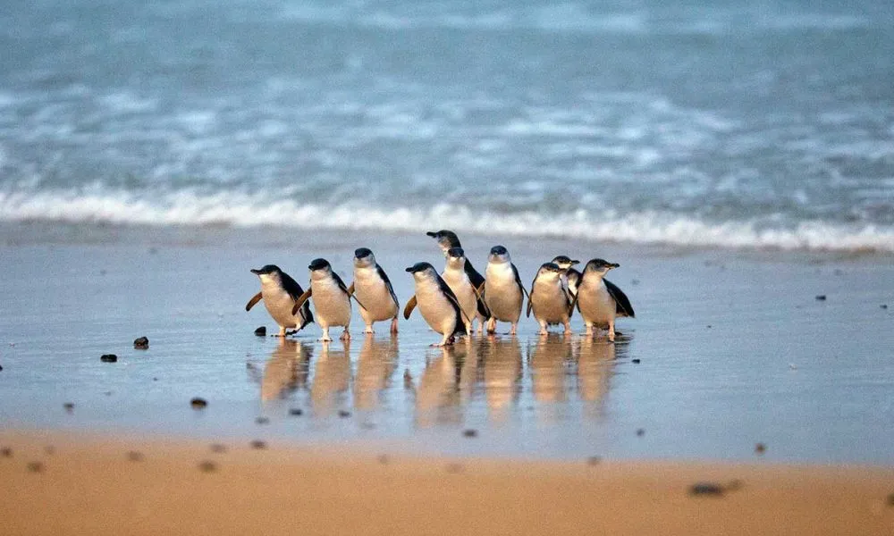 Puffing Billy & Phillip Island Penguins Day Tour | Experience Oz-1