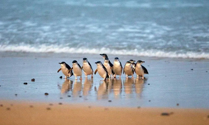 Puffing Billy & Phillip Island Penguins Day Tour | Experience Oz