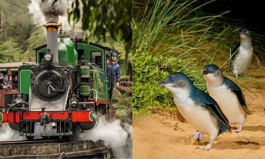 Puffing Billy & Phillip Island Penguins Day Tour | Experience Oz