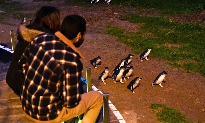Phillip Island Penguin Parade Tour - Premium Seat | Experience Oz