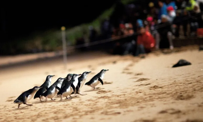 Phillip Island Penguin Parade Tour - Premium Seat | Experience Oz