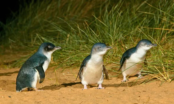 Phillip Island Penguin Parade Tour with Premium Seating
