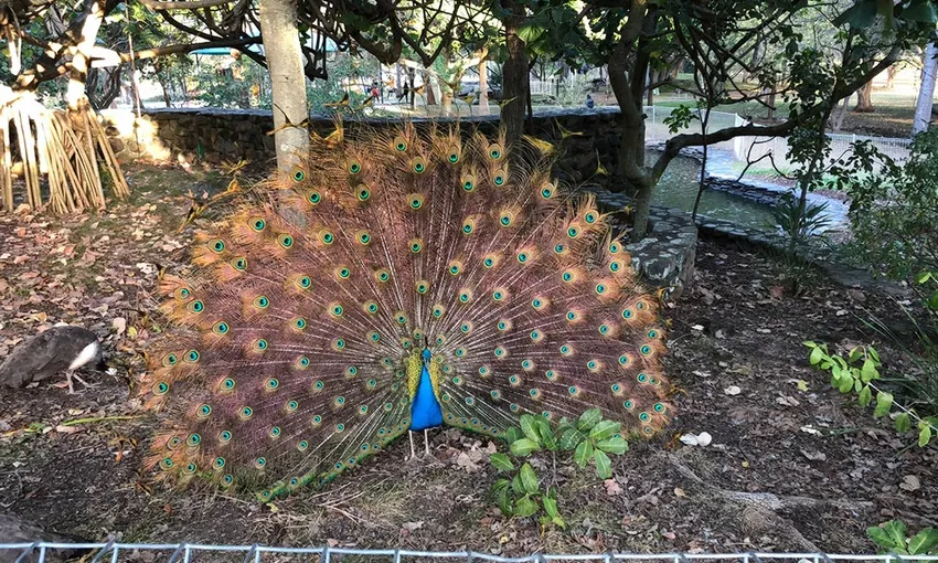 Surfers Paradise Sunset Kayaking Tour - 90 Minutes 