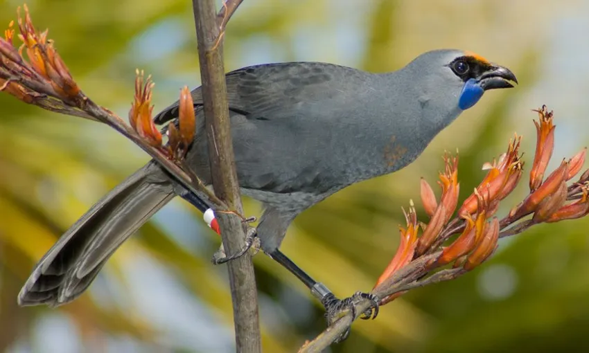 Tiritiri Matangi Island Eco Adventure, Full Day - Auckland