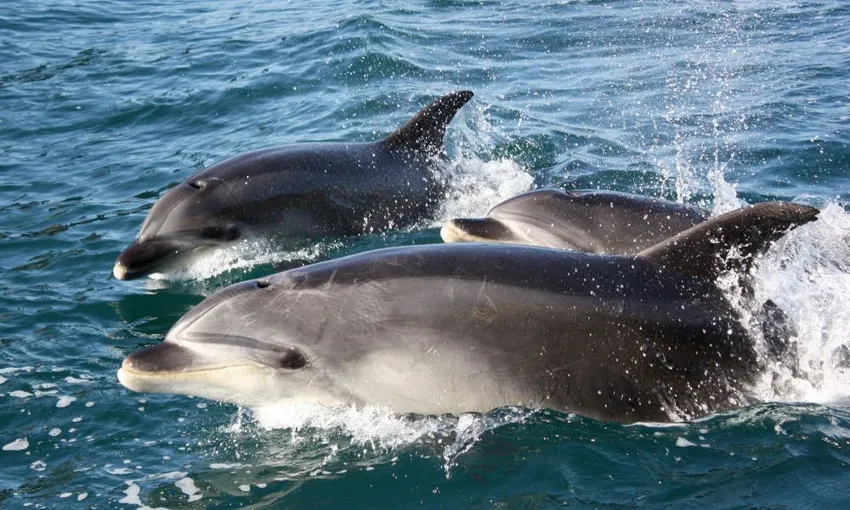 Marine Wildlife Cruise with Island Stop, Full Day - Auckland