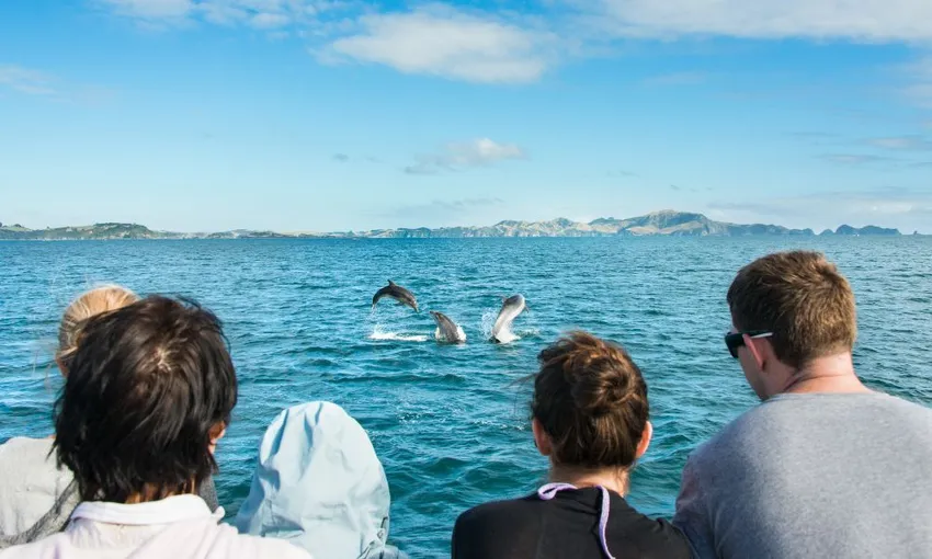 Marine Wildlife Cruise with Island Stop, Full Day - Auckland