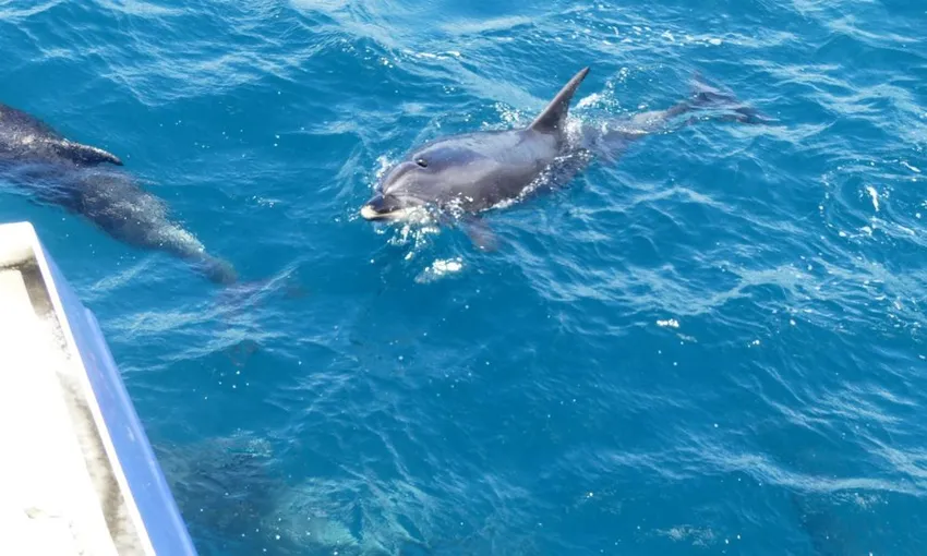 Marine Wildlife Cruise with Island Stop, Full Day - Auckland