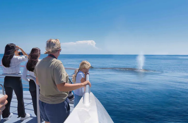 Marine Wildlife Cruise with Island Stop, Full Day - Auckland