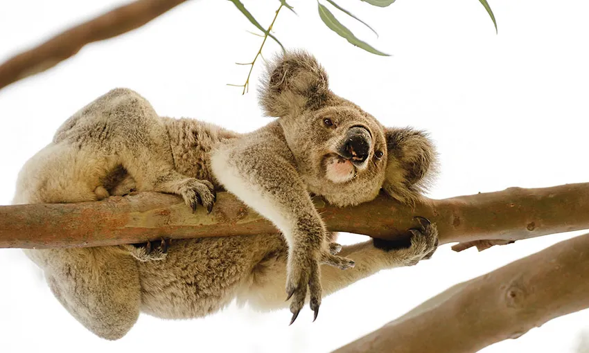Magnetic Island Adventure Bus Tour - 3.5 Hours | Experience Oz