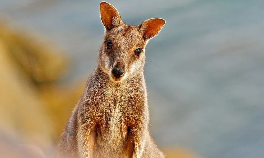 Magnetic Island Adventure Bus Tour - 3.5 Hours | Experience Oz