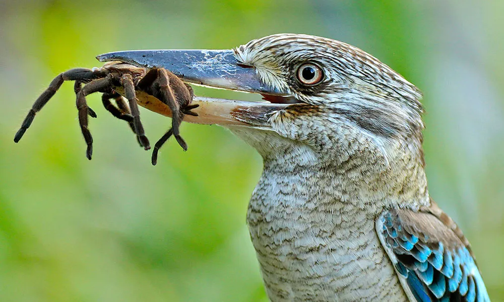 Magnetic Island Adventure Bus Tour - 3.5 Hours | Experience Oz-4