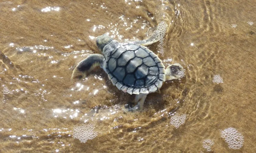 Larc Cruise including Lunch