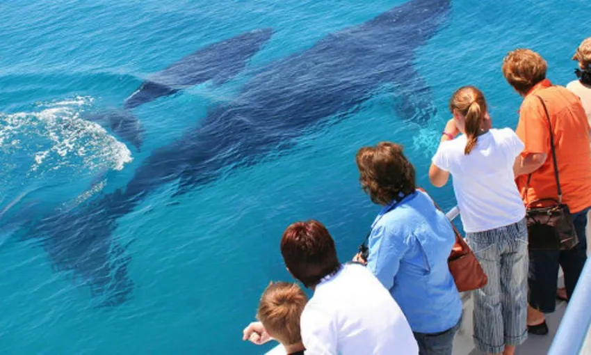 Whale Watching With Transfer & Lunch, Half Day - Moreton Bay