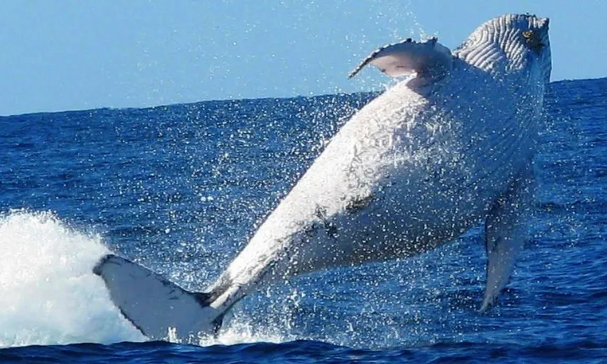 Whale Watching With Transfer & Lunch, Half Day - Moreton Bay