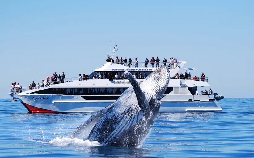Whale Watching Cruise With Cabin, Half Day - Moreton Bay