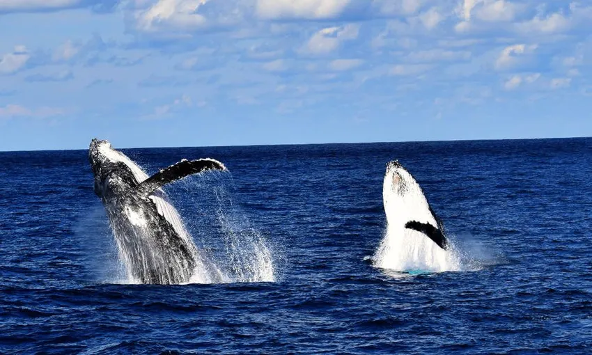 Whale Watching Cruise With Cabin, Half Day - Moreton Bay