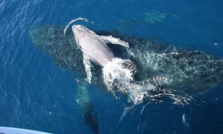 Whale Watching Cruise With Cabin, Half Day - Moreton Bay