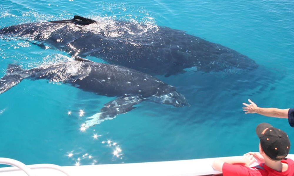 Whale Watching Cruise With Cabin, Half Day - Moreton Bay