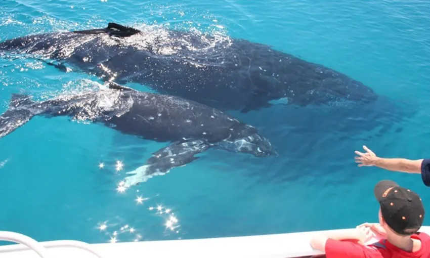 Whale Watching Cruise With Cabin, Half Day - Moreton Bay