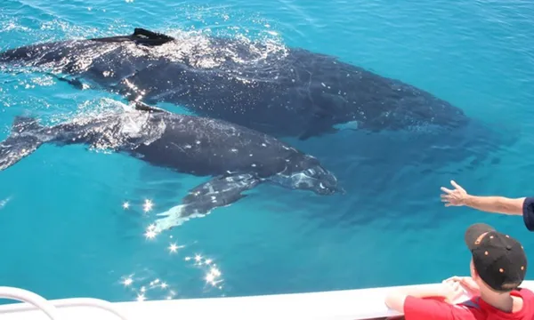 Whale Watching Cruise With Cabin, Half Day - Moreton Bay