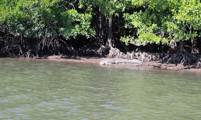 Croc Spotting Jet Ski Adventure, 1 Hour - Cairns
