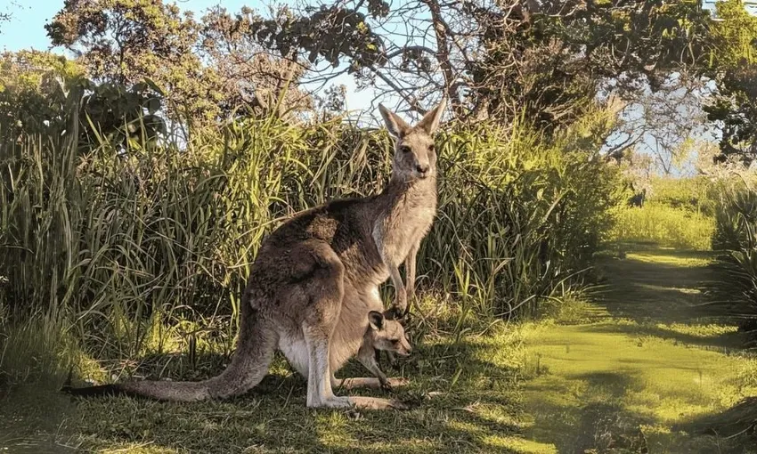 North Stradbroke Island Tour, Full Day - Brisbane