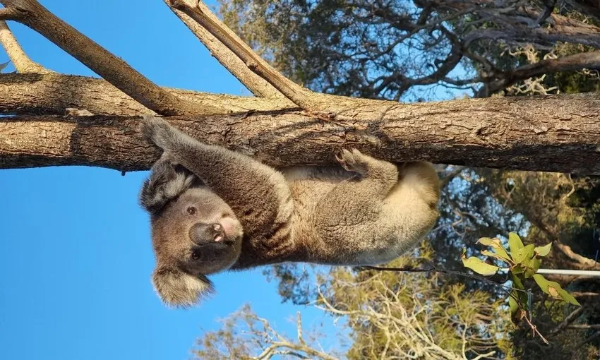 North Stradbroke Island Tour, Full Day - Brisbane