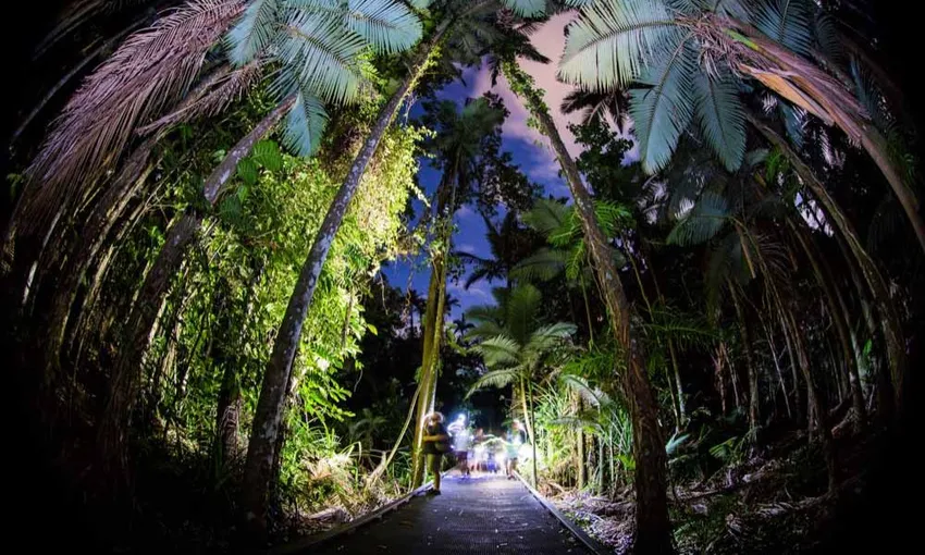 Cairns Botanic Gardens 2 Hour Guided Night Walk | Experience Oz