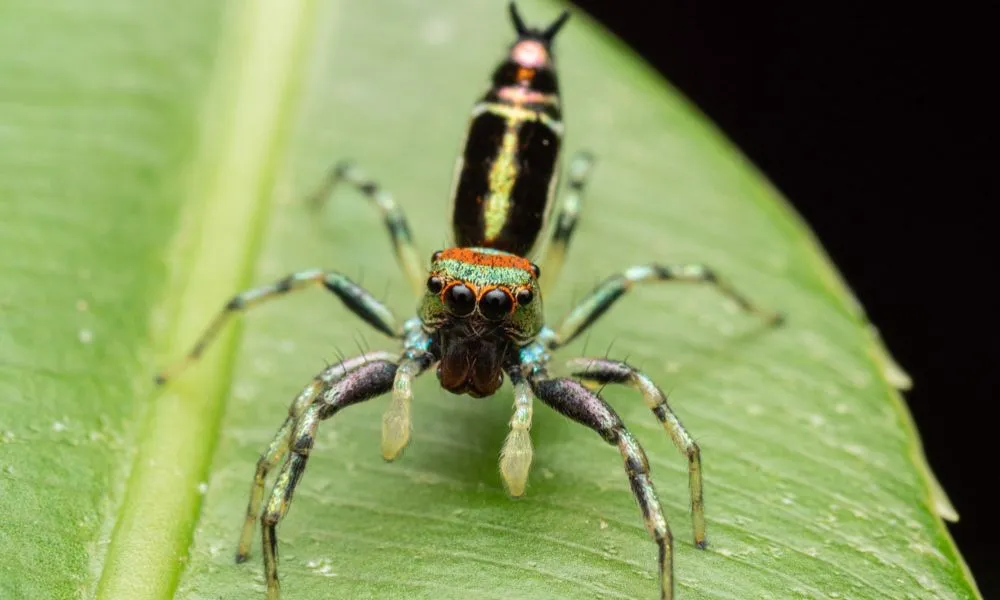Cairns Botanic Gardens 2 Hour Guided Night Walk | Experience Oz-7