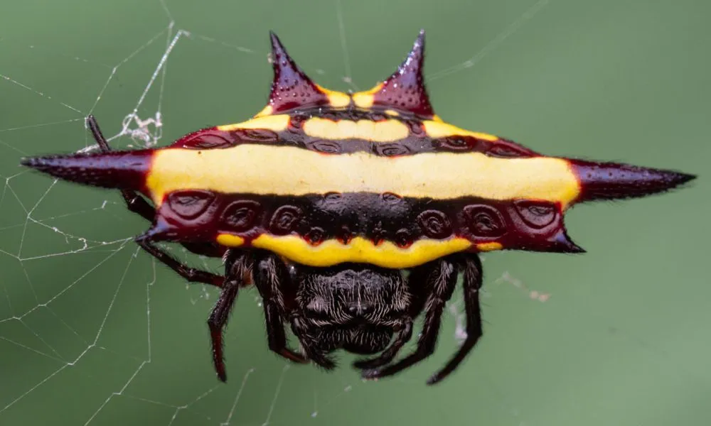 Cairns Botanic Gardens 2 Hour Guided Night Walk | Experience Oz-8