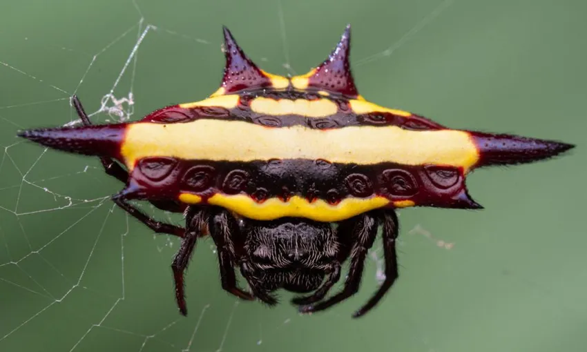 Cairns Botanic Gardens 2 Hour Guided Night Walk | Experience Oz